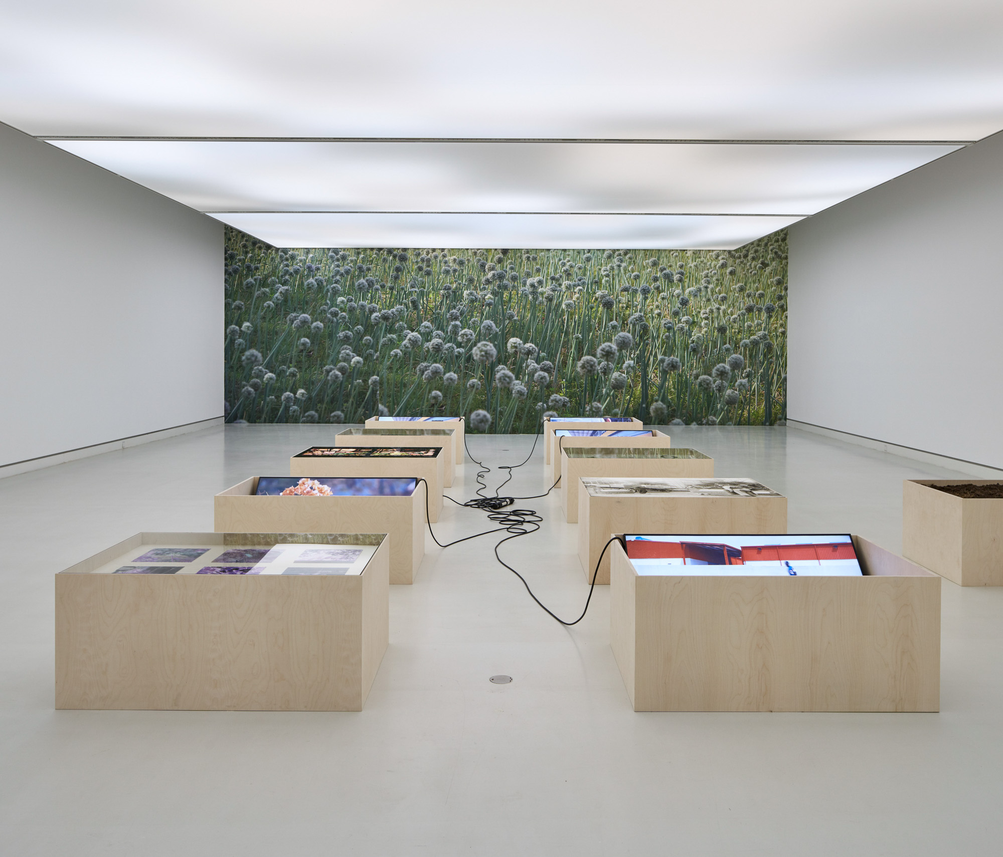 Conversing with Leaves at Kunsthalle Mainz
