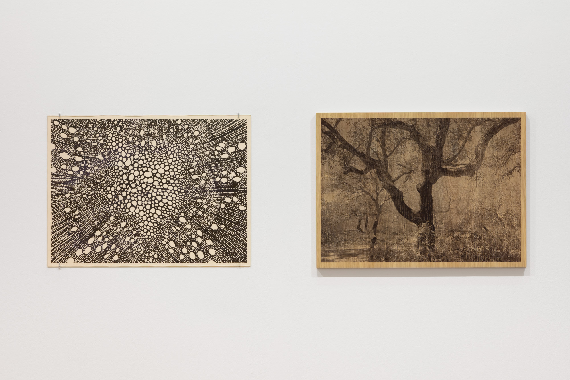 Uriel Orlow, Forest Essentials, Take 2